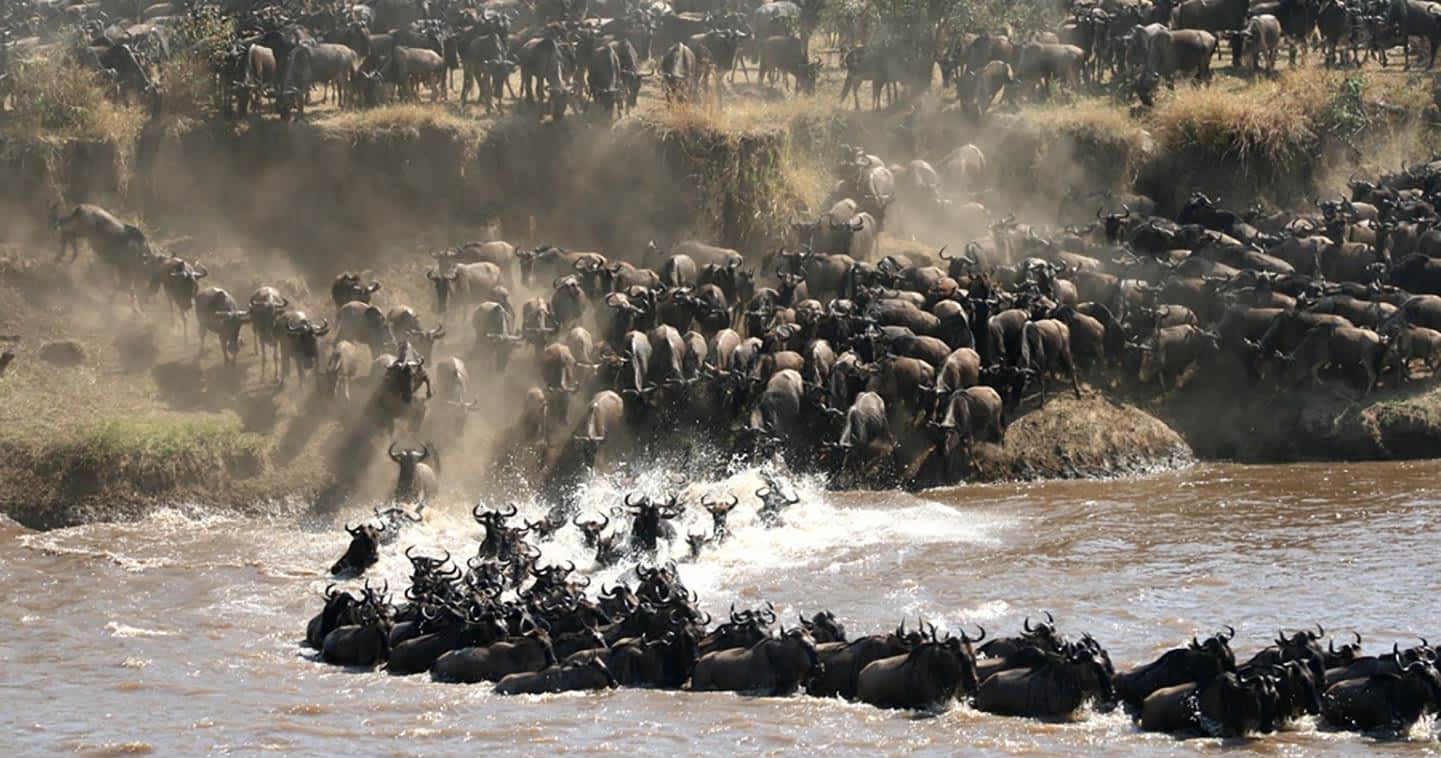4 Days Masai Mara Wildebeest Migration Safari