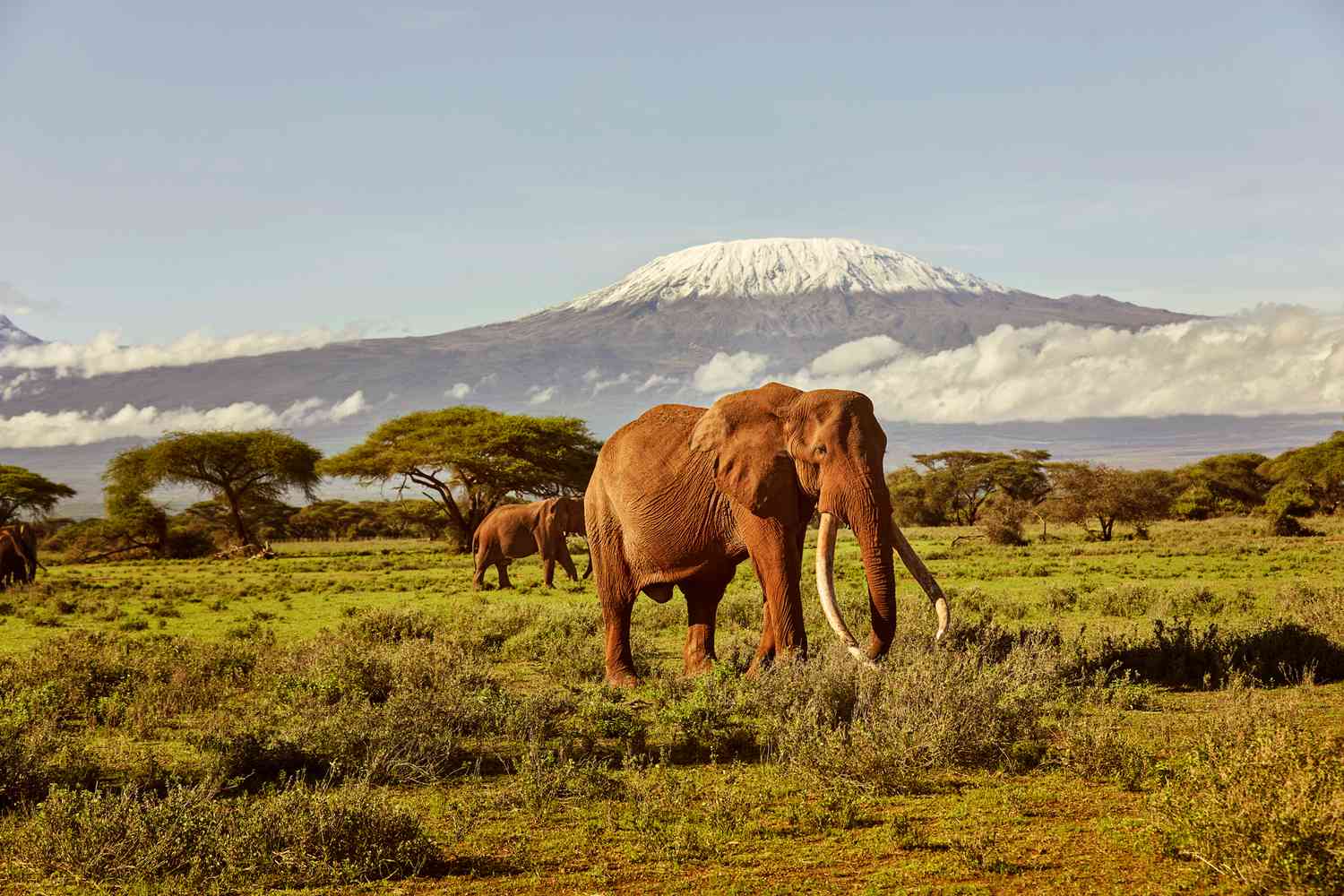8 Days Kenya & Tanzania Combined Budget Safari